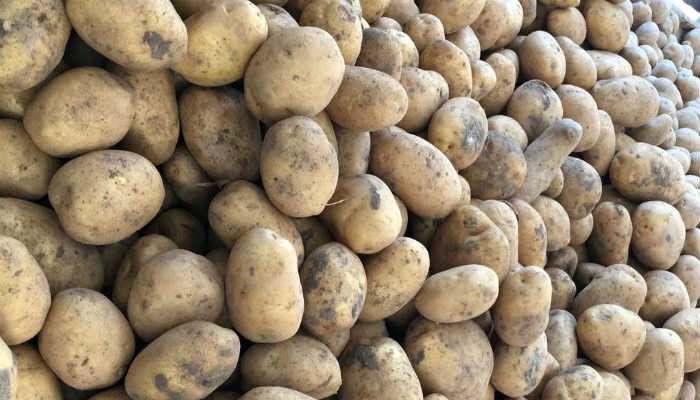 yüksek tansiyona karşı patates