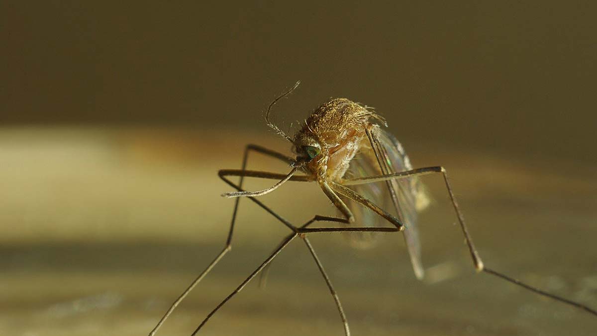 Η Ελλάδα σε συναγερμό για τα κουνούπια: κίνδυνος 3 επικίνδυνων και μεταδοτικών ιών
