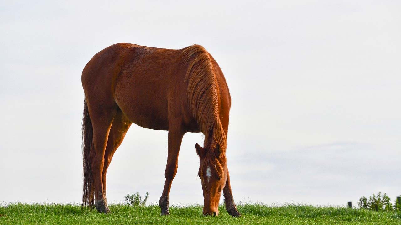 Άγρια άλογα συνέτριψαν τα κεφάλια 2 νεαρών: Ο ένας στην εντατική