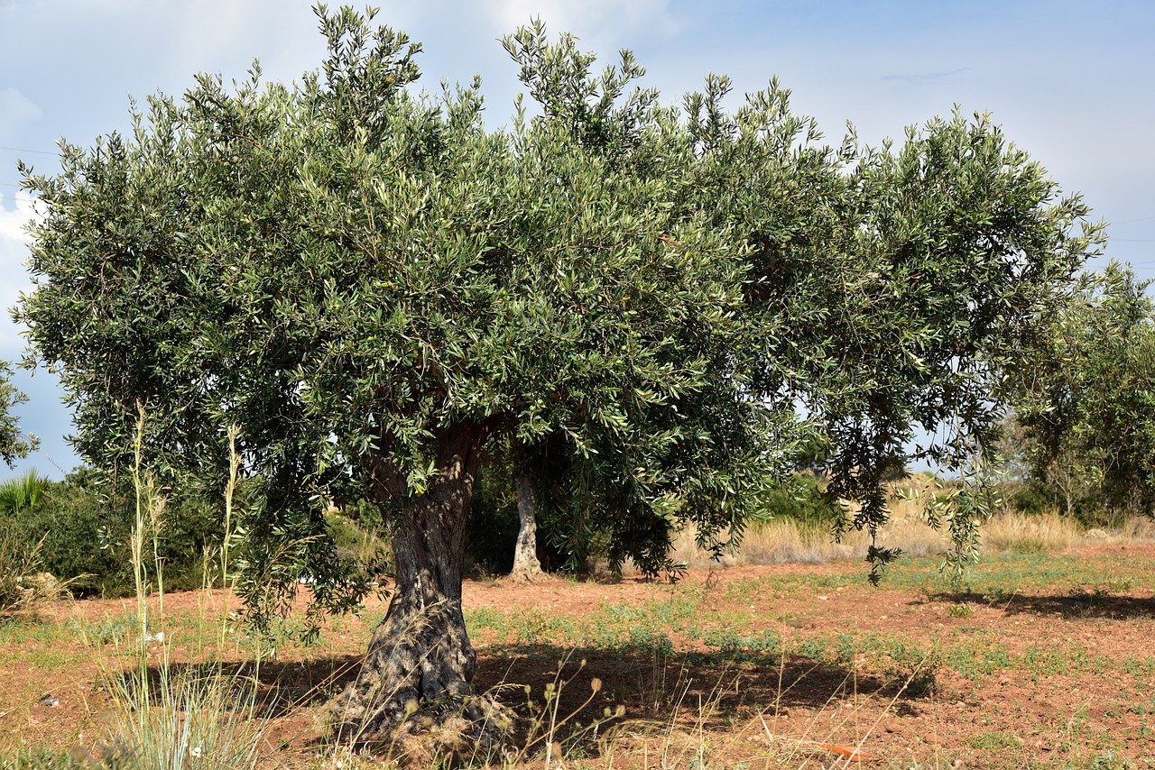 Tarımı Tehdit Eden Bakteri: Zeytin, Kiraz Ve Badem Ağaçlarını Yok Ediyor