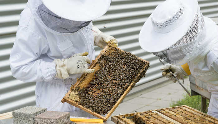 Yeni kurallar mı gelecek? Arılar için daha az tarım ilacı kullanılsın