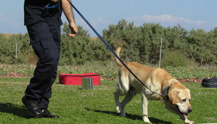 Polis köpeği İskeçe köylerinde koklayarak neler buldu neler!