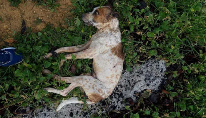 Evros’ta kayıp köpeği av silahıyla öldürüldüler