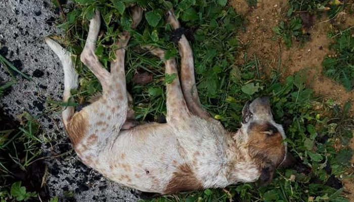 Vicdansızlar: Batı Trakya’da köpeği delik deşik ederek öldürdüler