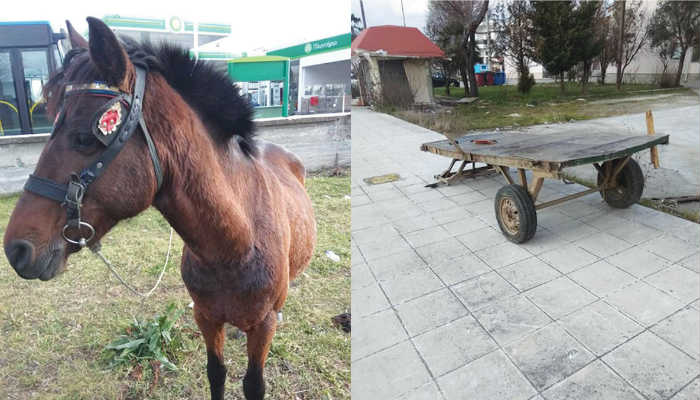 Gümülcine’de sürücüsüz at arabası lüks otomobile çarptı: At sahibini bekliyor