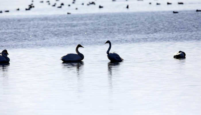 Sevgililer gününde Batı Trakya’nın Evros Deltası’nda aşık kuşlar