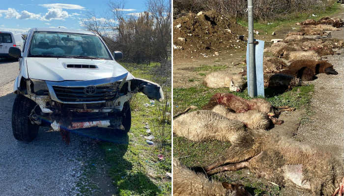 Yunanistan’da kamyonetle 30 koyunu ezerek öldürdü