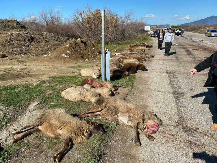 Yunanistan’da kamyonetle 30 koyunu ezerek öldürdü