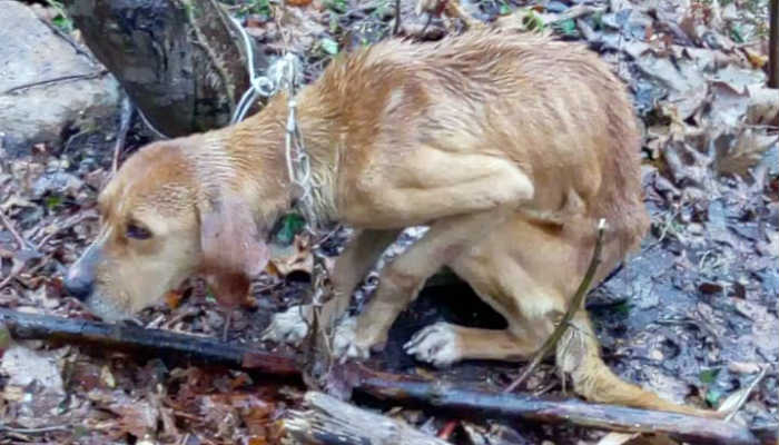 Buna zulüm denir: Avcı köpeği 15 gün sonra ormanda ağaca bağlı bulundu