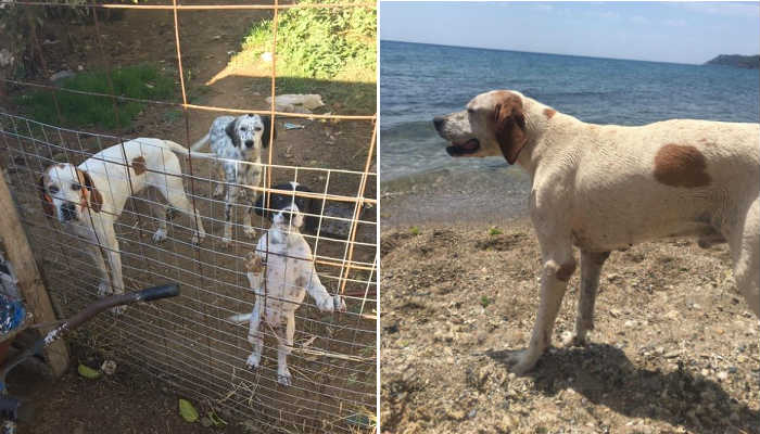 Batı Trakya’da 2 avcı köpeği kayıp: Bulana 500 evro ödül